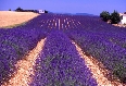 clicca per vedere la foto ingrandita